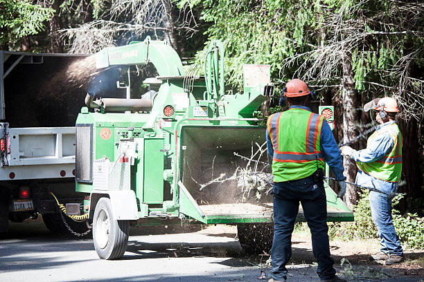 East Bakersfield, CA Tree Care Company